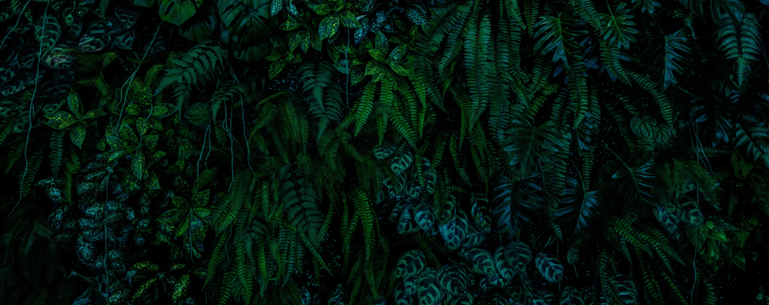 herb-wall-plant-wall-natural-green-wallpaper-and-2026-01-09-00-38-38-utc